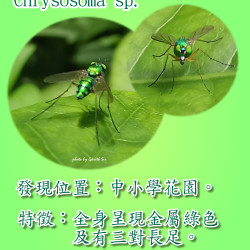 21_Longleggedfly.png