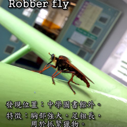 24_Robberfly.png