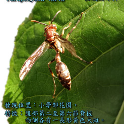 26_PaperWasp.png