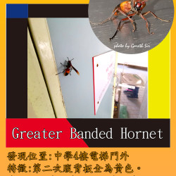 19_GreaterBandedHornet.png