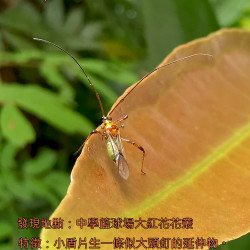 28_LeafBug.png