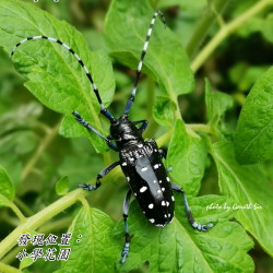09_long-hornedbeetle.png