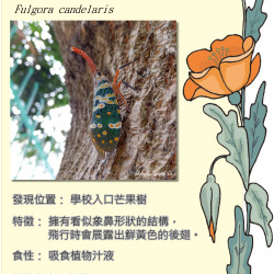 04_bugseeU_lantrnfly.png