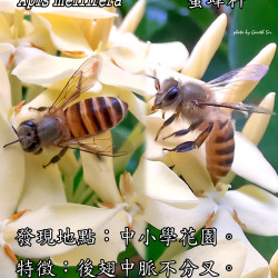 23_ItalianhoneyBee.png