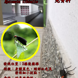 13_Blisterbeetle.png