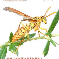 27_PolistesOlivaceus.png