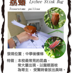 10_lycheestinkbug.png