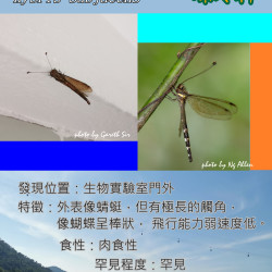 05_Antlion.png