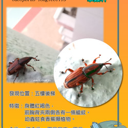 01_bananastemweevil.png