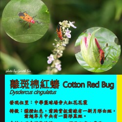 15_cottonRedBug.jpg