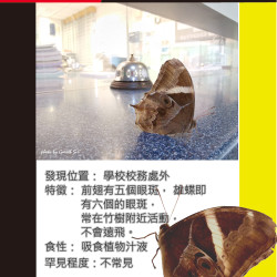 03_bambootreebrown.png
