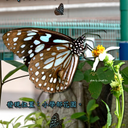 25_Ceylonbluetiger.png