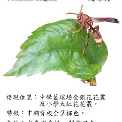 20_PaperWasp.png