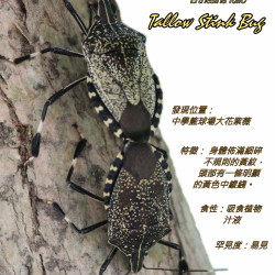 11_tallostinkbug.png